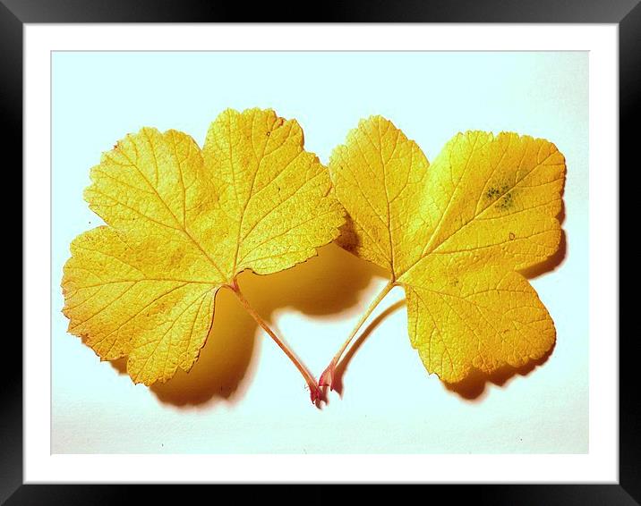 Yellow Leaves Framed Mounted Print by Jennifer Henderson