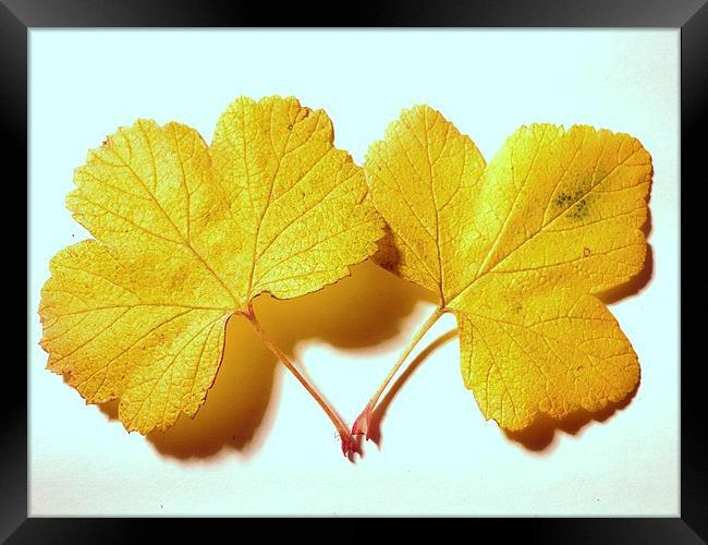 Yellow Leaves Framed Print by Jennifer Henderson