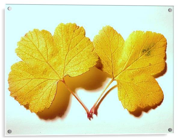 Yellow Leaves Acrylic by Jennifer Henderson