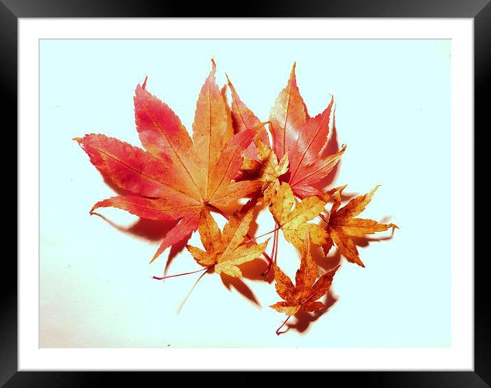 Maple leaves Framed Mounted Print by Jennifer Henderson