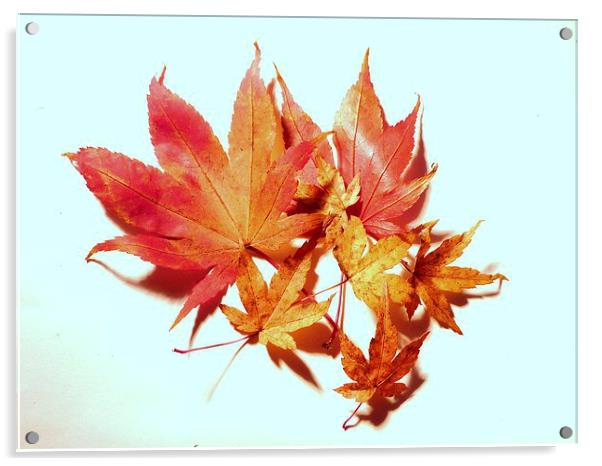 Maple leaves Acrylic by Jennifer Henderson