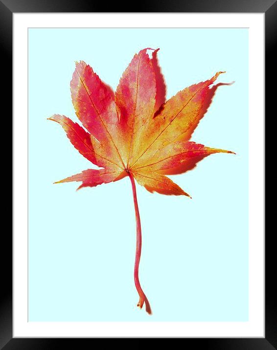 Maple leaf, red and gold Framed Mounted Print by Jennifer Henderson