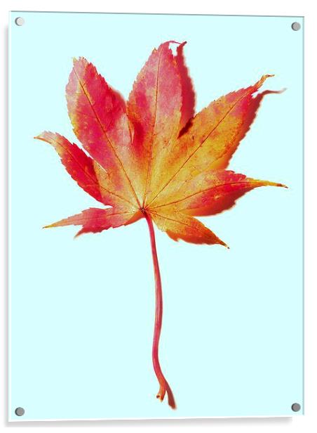 Maple leaf, red and gold Acrylic by Jennifer Henderson