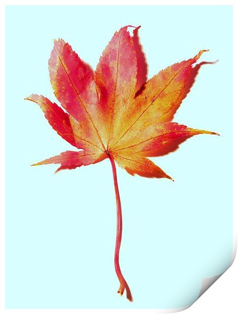 Maple leaf, red and gold Print by Jennifer Henderson