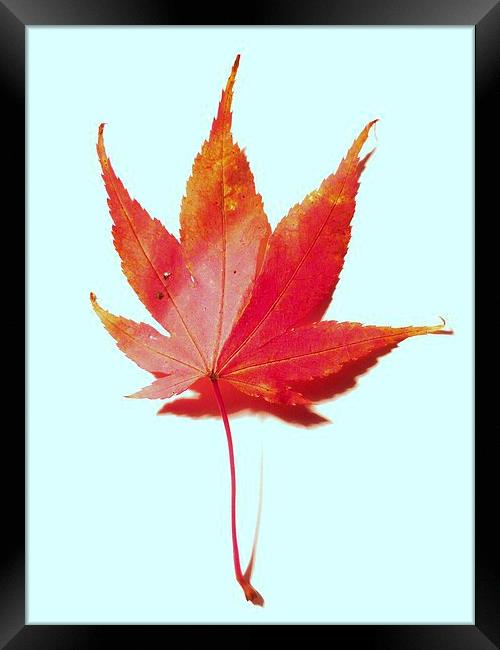 Red maple leaf Framed Print by Jennifer Henderson