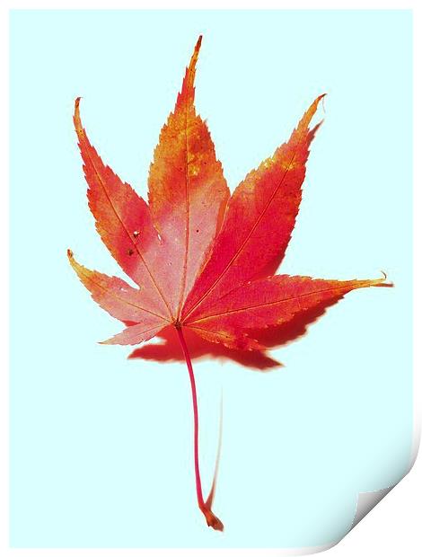 Red maple leaf Print by Jennifer Henderson