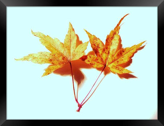Two Maple Leaves Framed Print by Jennifer Henderson