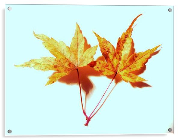 Two Maple Leaves Acrylic by Jennifer Henderson