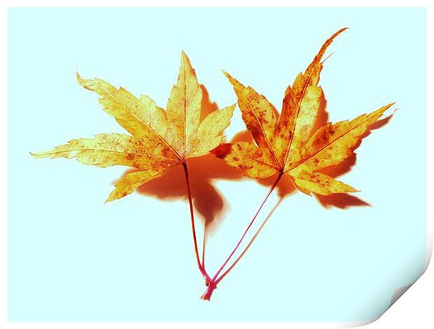 Two Maple Leaves Print by Jennifer Henderson