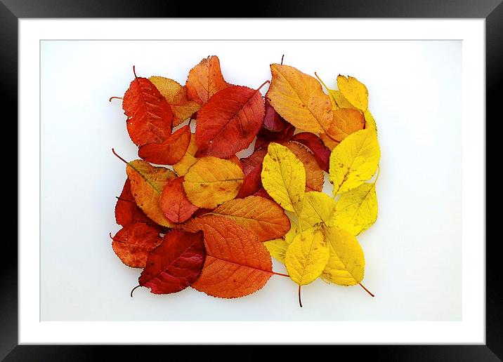 Autumn Platter Framed Mounted Print by Adrian Bollans