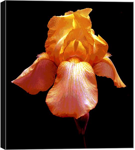 Colorful Iris Canvas Print by james balzano, jr.