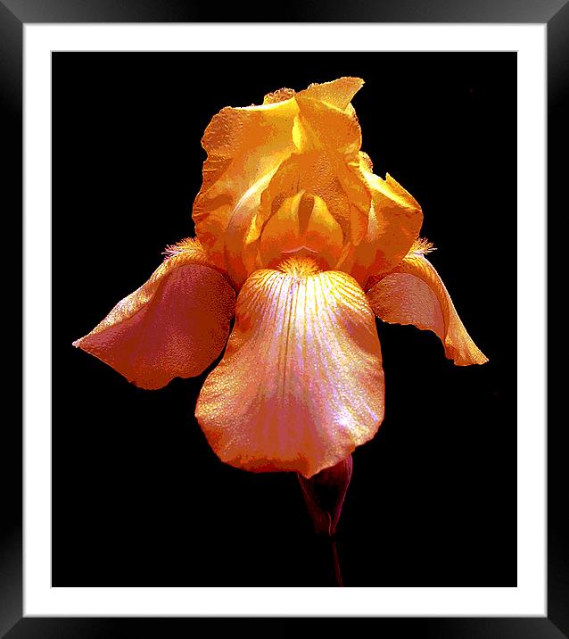 Colorful Iris Framed Mounted Print by james balzano, jr.