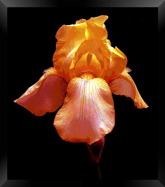 Colorful Iris Framed Print by james balzano, jr.
