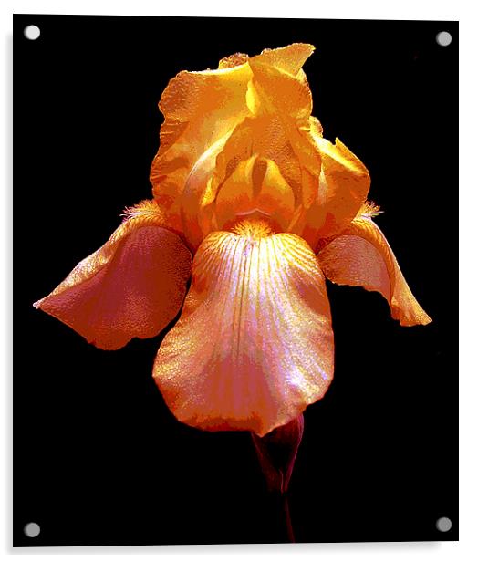 Colorful Iris Acrylic by james balzano, jr.