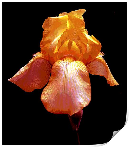 Colorful Iris Print by james balzano, jr.