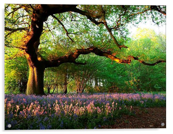 Oak Tree Canopy with Bluebells Acrylic by Elizabeth Debenham