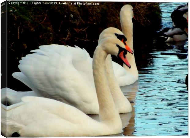 Mute Swan Beauty and Grace Canvas Print by Bill Lighterness