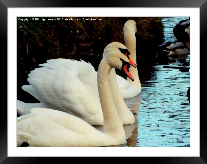 Mute Swan Beauty and Grace Framed Mounted Print by Bill Lighterness