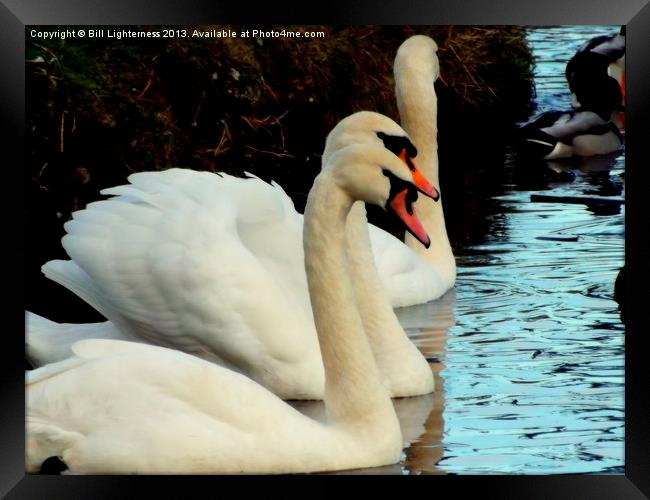 Mute Swan Beauty and Grace Framed Print by Bill Lighterness