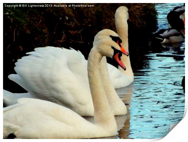 Mute Swan Beauty and Grace Print by Bill Lighterness