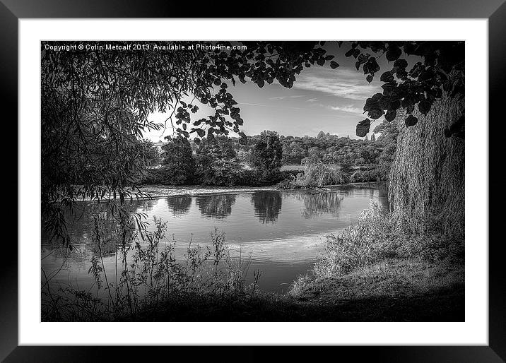 Through the Willows in Mono Framed Mounted Print by Colin Metcalf