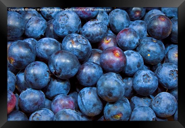 Sweet Blueberries Framed Print by Michael Waters Photography