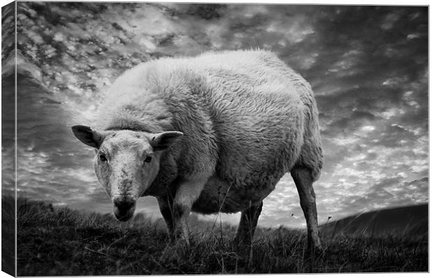 Moody Sheep Canvas Print by Keith Thorburn EFIAP/b
