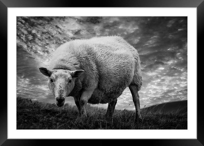 Moody Sheep Framed Mounted Print by Keith Thorburn EFIAP/b