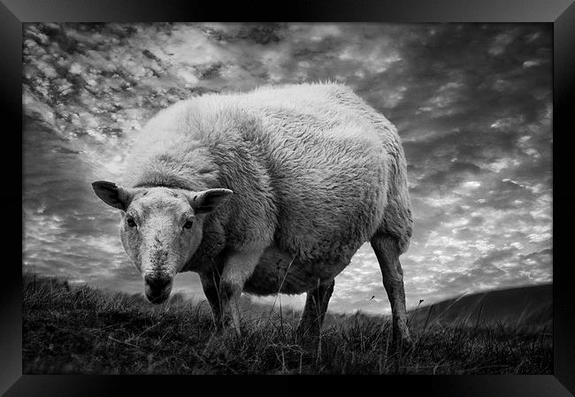 Moody Sheep Framed Print by Keith Thorburn EFIAP/b