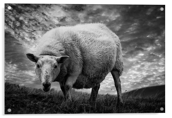 Moody Sheep Acrylic by Keith Thorburn EFIAP/b