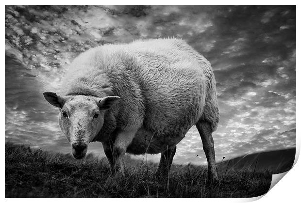 Moody Sheep Print by Keith Thorburn EFIAP/b
