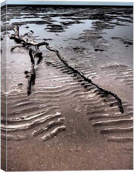 Driftwood Canvas Print by Sally Coleman