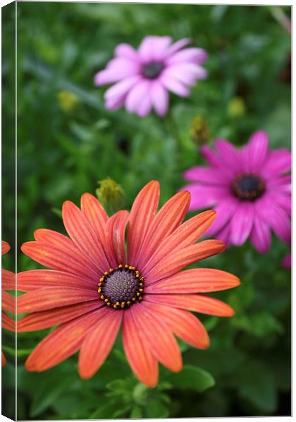 Flowers Canvas Print by Callum Paterson