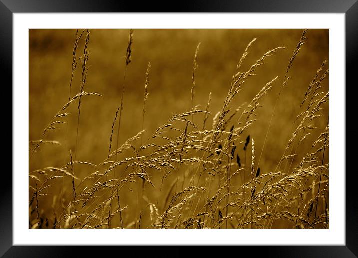 The Autumn Grass Framed Mounted Print by Callum Paterson