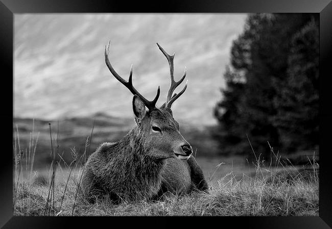 Highland Deer Sitting Framed Print by Keith Thorburn EFIAP/b