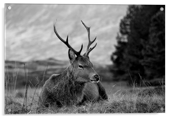 Highland Deer Sitting Acrylic by Keith Thorburn EFIAP/b