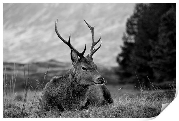 Highland Deer Sitting Print by Keith Thorburn EFIAP/b
