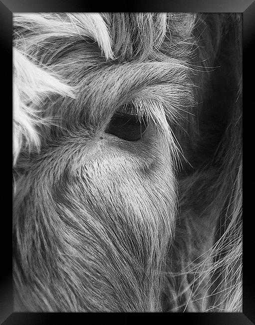 Eye of a Cow Framed Print by Keith Thorburn EFIAP/b
