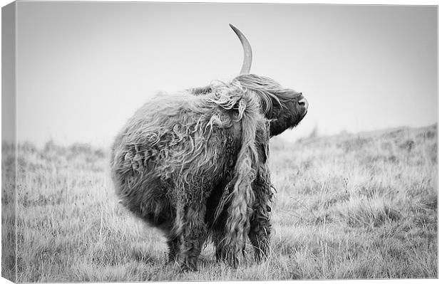 Highland Cow Scratching Canvas Print by Keith Thorburn EFIAP/b