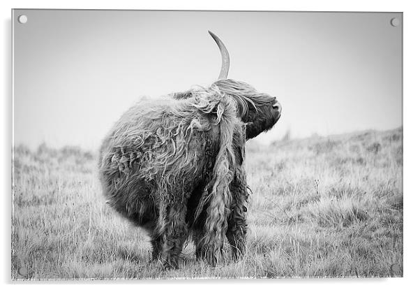 Highland Cow Scratching Acrylic by Keith Thorburn EFIAP/b
