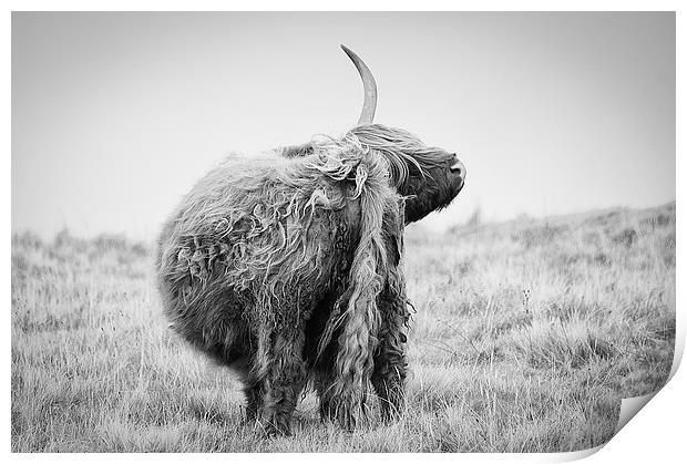 Highland Cow Scratching Print by Keith Thorburn EFIAP/b