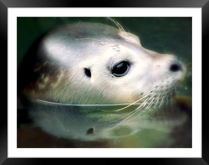 Beauty of the seal Framed Mounted Print by Bill Lighterness