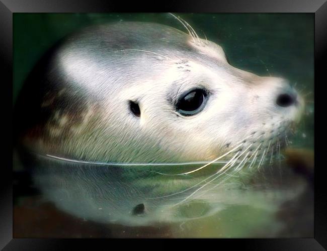 Beauty of the seal Framed Print by Bill Lighterness