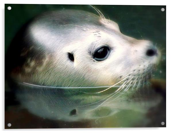 Beauty of the seal Acrylic by Bill Lighterness