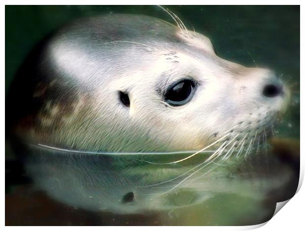 Beauty of the seal Print by Bill Lighterness