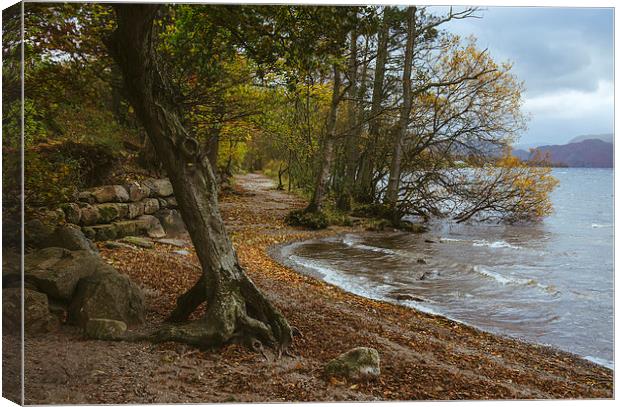 Exposed tree roots and waves on Ullswater near Poo Canvas Print by Liam Grant