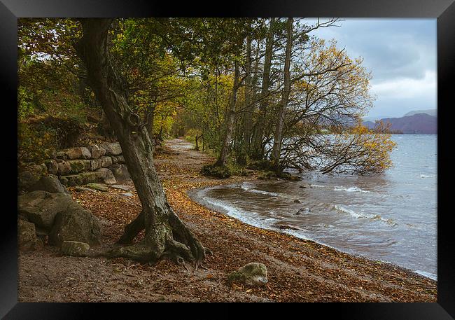 Exposed tree roots and waves on Ullswater near Poo Framed Print by Liam Grant