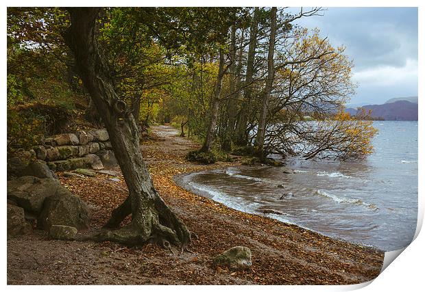 Exposed tree roots and waves on Ullswater near Poo Print by Liam Grant