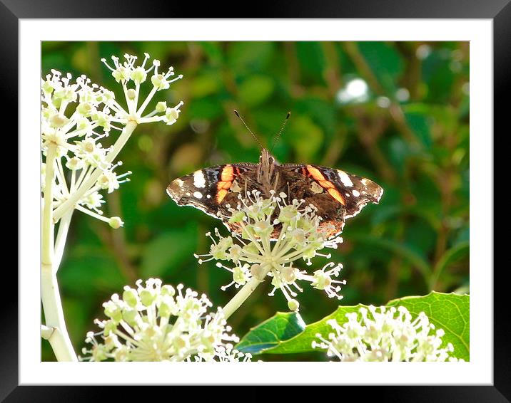 Red Admiral Butterfly Framed Mounted Print by Stephen Cocking