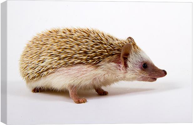 Pygmy Hedgehog Canvas Print by Paul Holman Photography